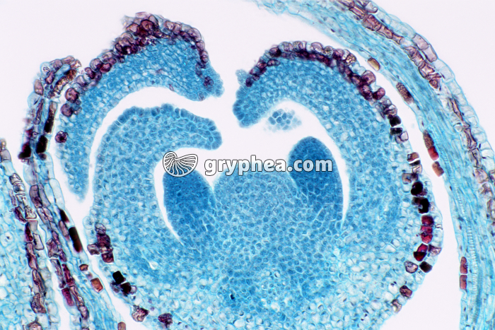 Manioc - Méristème floral CL x25 - gryphea.org